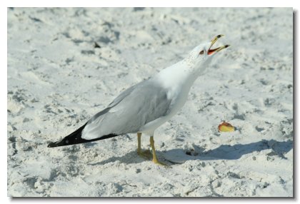 Florida 2009 (18)